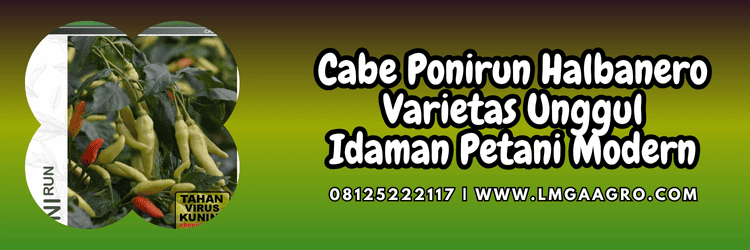 cabai,cabe rawit,cabai rawit,cabe rawit ponirun,lmga agro