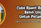 cabe rawit rengganis,cabe,cabe rawit,rengganis,lmga agrp