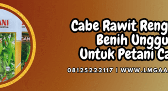 Cabe Rawit Rengganis Benih Unggul Untuk Petani Cabai
