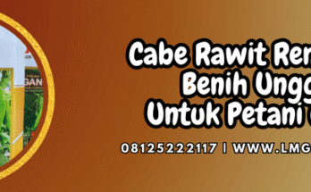 cabe rawit rengganis,cabe,cabe rawit,rengganis,lmga agrp