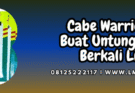 cabe,warrior,bisi,cap kapal terbang,lmga agro