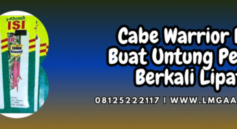 Cabe Warrior Bisi Buat Untung Petani Berkali Lipat