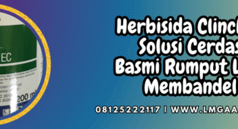Herbisida Clincher Solusi Cerdas Basmi Rumput Liar Membandel