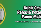 kubis,grand 11,cap kapal terbang,bisi,lmga agro