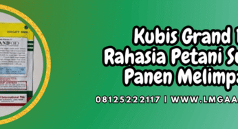 Kubis Grand 11 Rahasia Petani Sukses Panen Melimpah