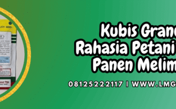 kubis,grand 11,cap kapal terbang,bisi,lmga agro