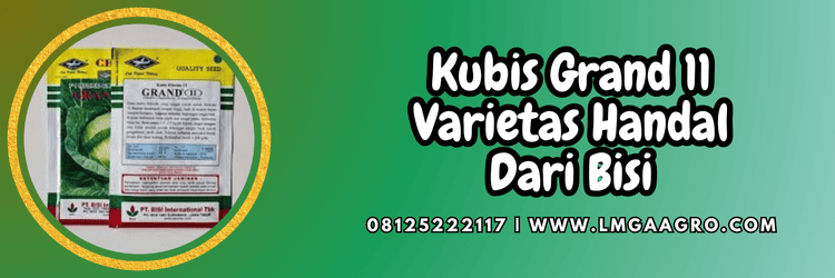 tanaman,tanaman kubis,grand 11 cap kapal terbang,chia tai seed,lmga agro