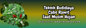 teknik,budidaya cabe,budidaya cabe rawit,budidaya cabai rawit,lmga agro