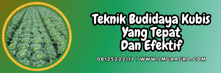 teknik,budidaya,budidaya kubis,grand 11 chia tai seed,lmga agro