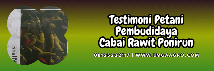 cabai rawit ponirun,testimoni,petani,budidaya,budidaya cabe,lmga agro