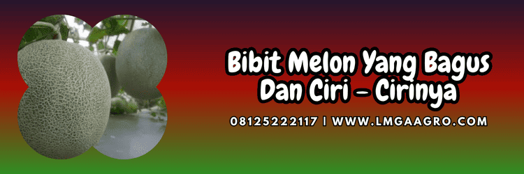 benih,benih melon,bibit melon,budidaya melon,lmga agro