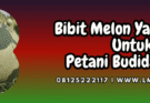 bibit,melon,bagus,petani,lmga agro