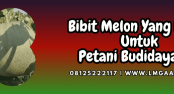 Bibit Melon Yang Bagus Untuk Petani Budidayakan