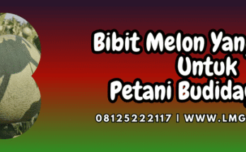 bibit,melon,bagus,petani,lmga agro