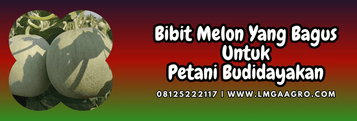 bibit,melon,bagus,petani,lmga agro