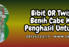 Jual Bibit Cabe Keriting OR Twist 42 F1 Harga Terjangkau | Lmga Agro