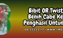 Jual Bibit Cabe Keriting OR Twist 42 F1 Harga Terjangkau | Lmga Agro
