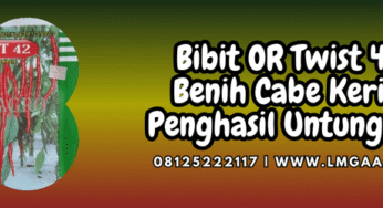 Bibit OR Twist 42 F1 Benih Cabe Keriting Penghasil Untung Besar