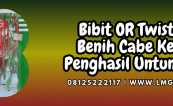 Jual Bibit Cabe Keriting OR Twist 42 F1 Harga Terjangkau | Lmga Agro