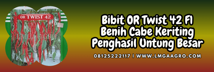 Jual Bibit Cabe Keriting OR Twist 42 F1 Harga Terjangkau | Lmga Agro