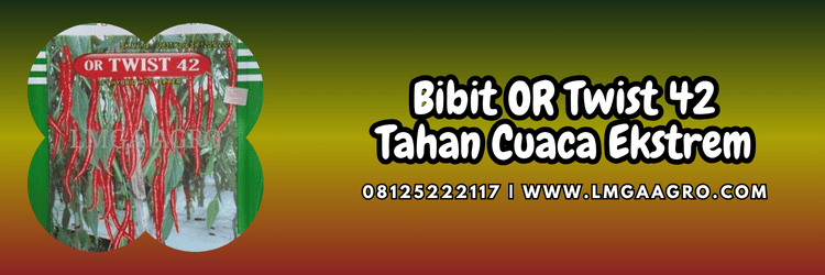 benih,cabe,cabe keriting,cabai,lmga agro