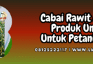 cabai,cabai rawit,asmoro,asmoro cap kelud,lmga agro