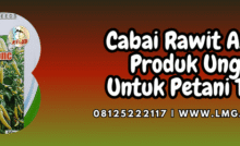 cabai,cabai rawit,asmoro,asmoro cap kelud,lmga agro