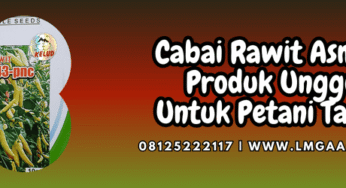 Cabai Rawit Asmoro Produk Unggul Untuk Petani Tanam