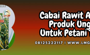 cabai,cabai rawit,asmoro,asmoro cap kelud,lmga agro