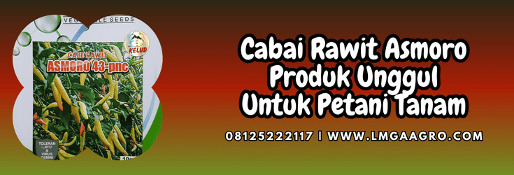 cabai,cabai rawit,asmoro,asmoro cap kelud,lmga agro