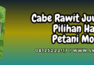 cabe,cabe rawit,juwita 25,f1,lmga agro