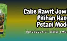 cabe,cabe rawit,juwita 25,f1,lmga agro