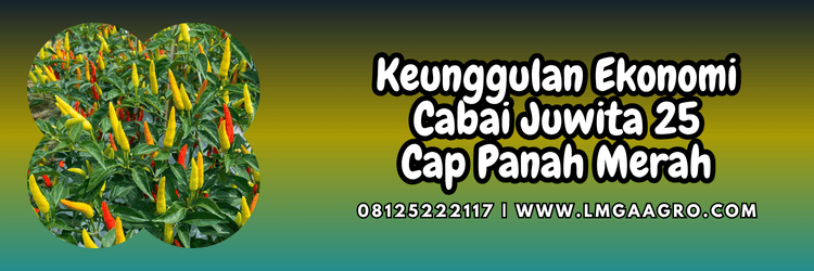 keunggulan,budidaya,petani,budidaya cabe rawit,lmga agro