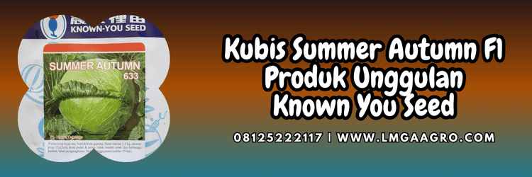 summer autumn,budidaya,budidaya kubis,summer autumn f1,lmga agro