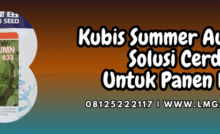 kubis,summer,autumn,f1,lmga agro,summer autumn