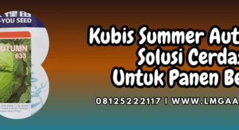 Kubis Summer Autumn F1 Solusi Cerdas Untuk Panen Besar