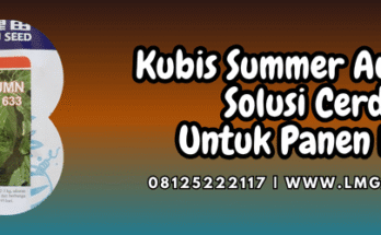 kubis,summer,autumn,f1,lmga agro,summer autumn