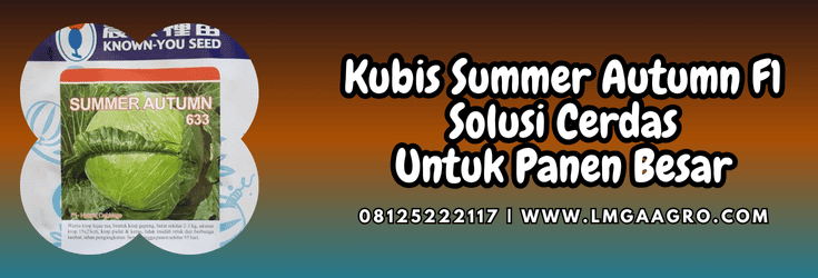 kubis,summer,autumn,f1,lmga agro,summer autumn