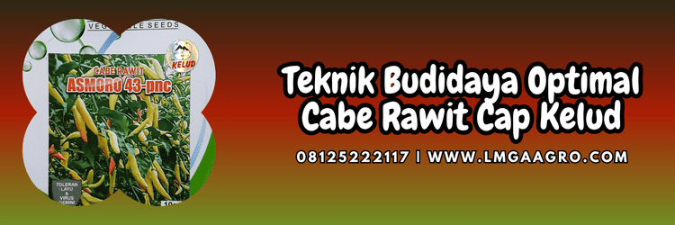 teknik,budidaya,budidaya tanaman,budidaya cabe,budidaya cabe rawit,lmga agro
