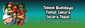 teknik,budidaya,budidaya tomat,sakura cap panah merah,lmga agro