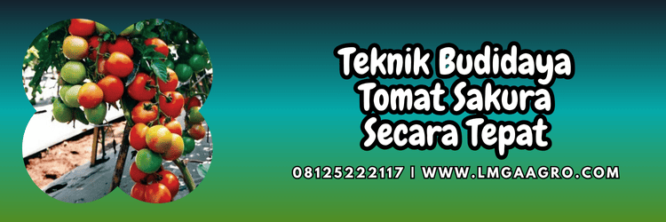 teknik,budidaya,budidaya tomat,sakura cap panah merah,lmga agro
