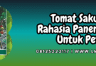tomat,sakura,f1,sakura f1,lmga agro