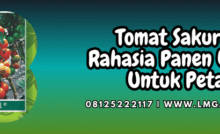 tomat,sakura,f1,sakura f1,lmga agro