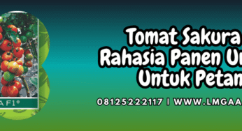 Tomat Sakura F1 Rahasia Panen Unggul Untuk Petani