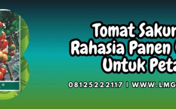 tomat,sakura,f1,sakura f1,lmga agro