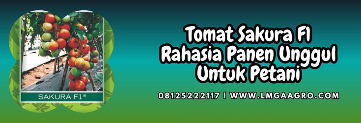 tomat,sakura,f1,sakura f1,lmga agro