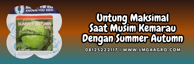 untung,maksimal,musim,kemarau,lmga agro