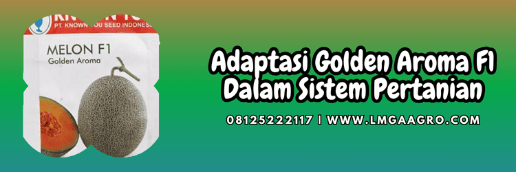 adaptasi,rock melon,tanaman rock melon,budidaya tanaman melon,lmga agro