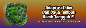 petani,budidaya,budidaya cabe,eastwestseed,lmga agro