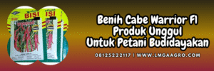 cabe merah besar,cabe merah,cabe besar,cmb,bisi,cap kapal terbang,lmga agro